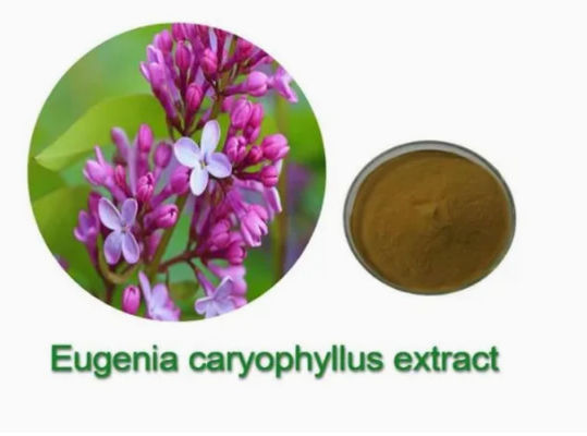 Экстракт Eugenia Caryophyllus CAS NO 84961-50-2 Продукты питания для здоровья