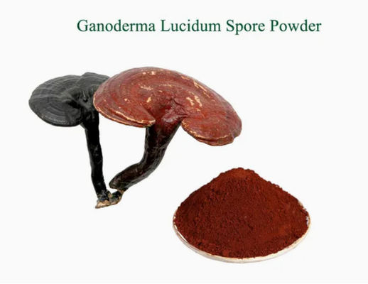 Растительная медицина Ganoderma Lucidum Споры порошок CAS NO 223751-82-4 натуральный органический