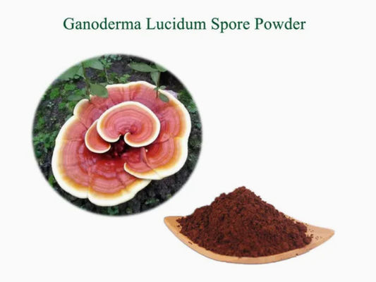 Растительная медицина Ganoderma Lucidum Споры порошок CAS NO 223751-82-4 натуральный органический