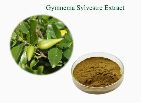 Экстракт растения Gymnema Sylvestre, экстракт CAS № 90045-47-9, порошок из корня или травяного экстракта