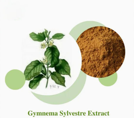 Экстракт растения Gymnema Sylvestre, экстракт CAS № 90045-47-9, порошок из корня или травяного экстракта